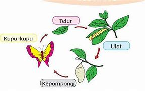 Kupu Kupu Musim Semi Topic 1 Bahasa Indonesia Kelas 9